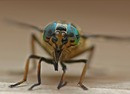  Chrysops relictus
