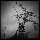 Lomo #129