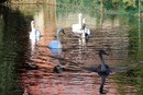 White & Grey SwanS