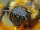  Bombus lucorum 