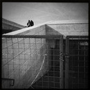 Lomo #153
