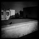 Lomo #177