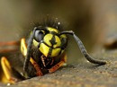   Dolichovespula saxonica