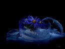 Flower and Ice 2