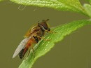 - Leucozona glaucia