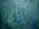 so blue