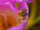  Bombus lucorum