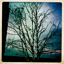 Lomo #227