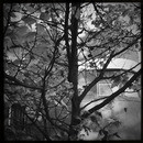 Lomo #230
