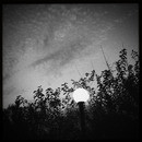 Lomo #242