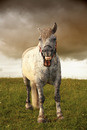-Say: cheese!