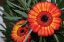 Gerbera 