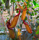  (Nepenthes)