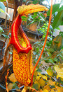  (Nepenthes)