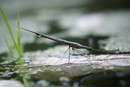  Ranatra linearis 