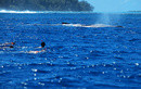 Pacific O. Whales.