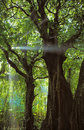 Pacific O. Old forest.