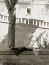 Siesta