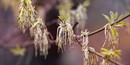 Smell of spring...