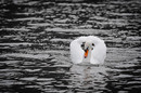White Swan