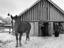  & horse