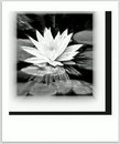 The White Lotus ...