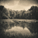 Gulls on the pond