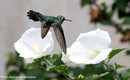 hummingbird