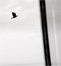 The Photo - Haiku ...