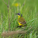   (Motacilla flava)