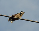 electric woodpecker