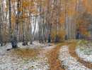 Hello yellow covered road