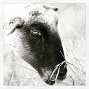 портрет обедающей овцы