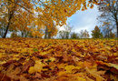 fall