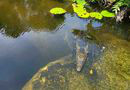 rocodile