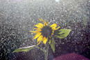 Helianthus et Helius