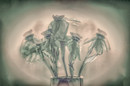 Narcissus