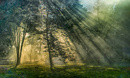 morning in the park