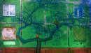 The story of the wooden tree