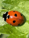 Ladybug
