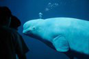 7-Year-old Beluga