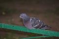 DSC00189.jpg