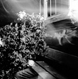 humo 