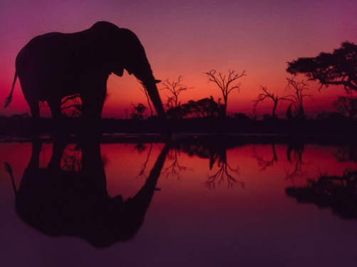 African Elephant, Botswana.