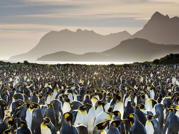 King Penguins on South Georgia Island.