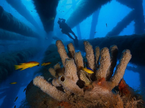 Tube Sponges, Gulf of Mexico.