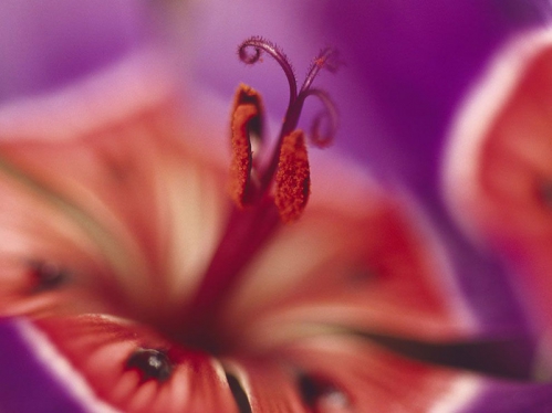 Wine Cup Flower, South Africa.