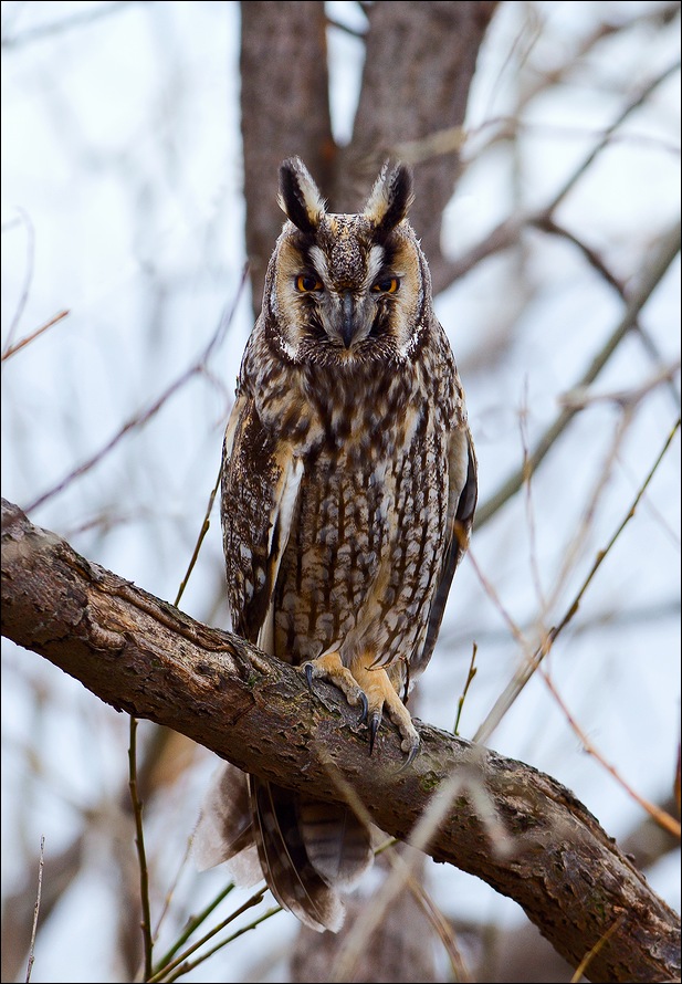  Asio otus