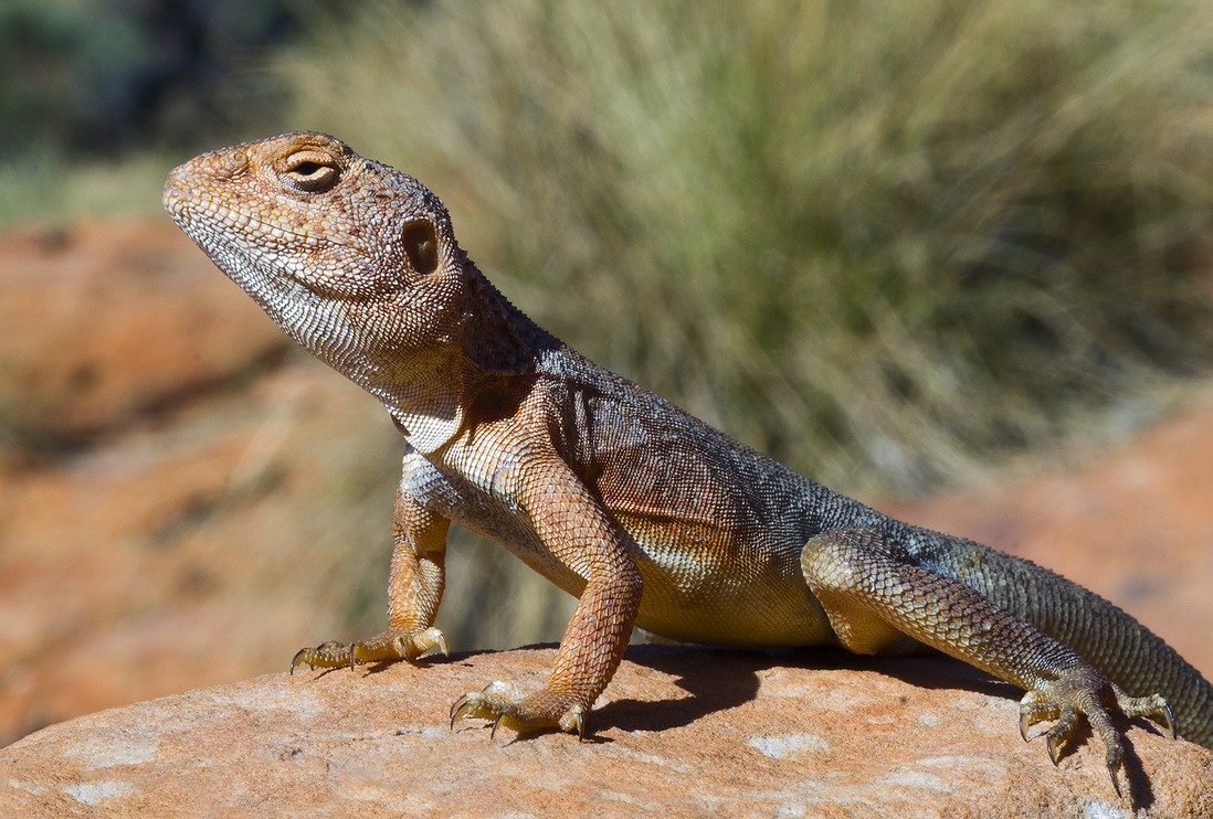  Ctenophorus Cr