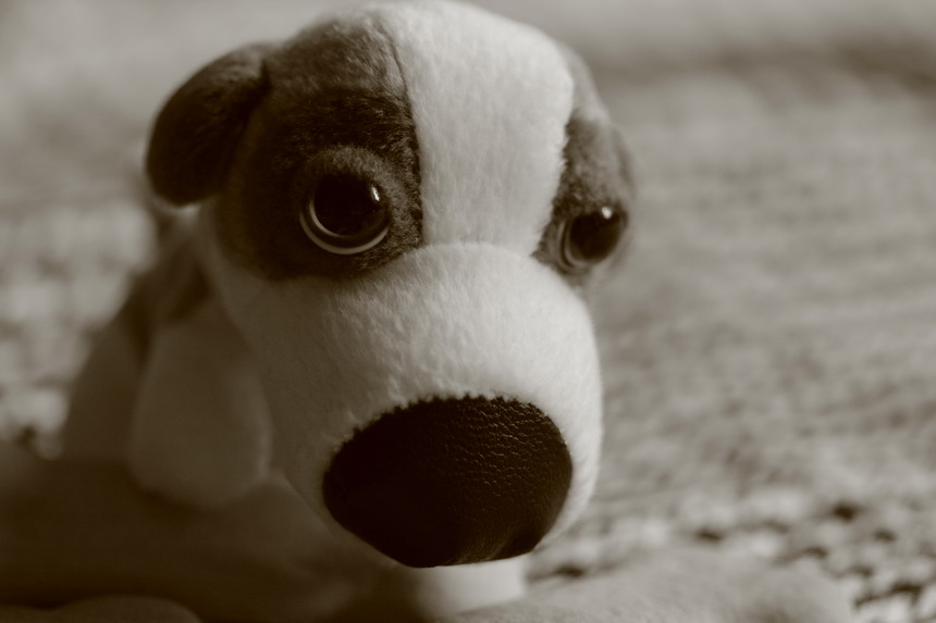  dog